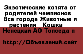  Экзотические котята от родителей чемпионов - Все города Животные и растения » Кошки   . Ненецкий АО,Топседа п.